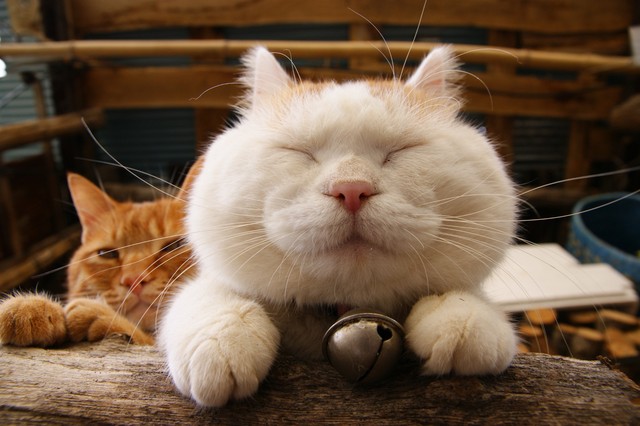 Video mèo giúp bạn giải stress yêu quá