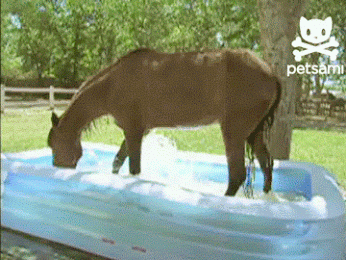 Chú ngựa con tổ tài tự mình tắm thích thế