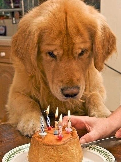 Tổ chức sinh nhật cho cún con đáng yêu nè