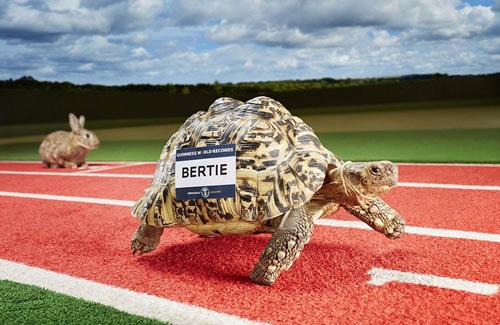 Rùa chạy nhanh nhất thế giới