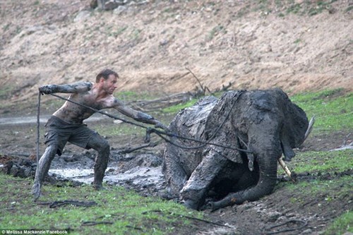 Rớt nước mắt với màn giải cứu chú voi bị mắc kẹt trong bùn 