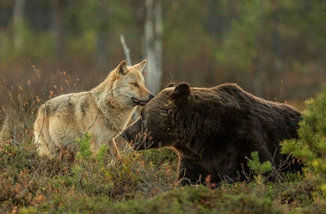 Hình ảnh hiếm Hiện Hữu không bình thường giữa Wolf Và Gấu hoang dã Trong Phần Lan