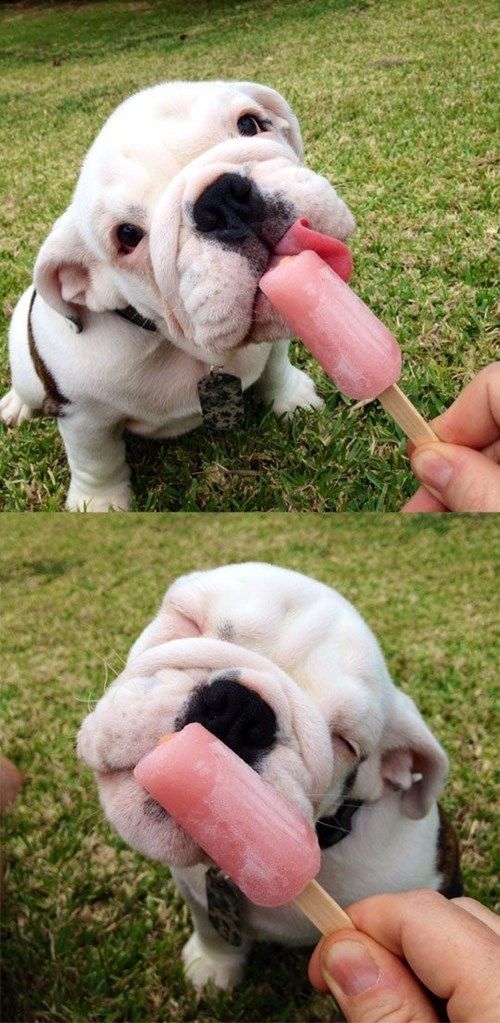 Đáng yêu cùng với chú chó mặt xệ đang ăn kem nè