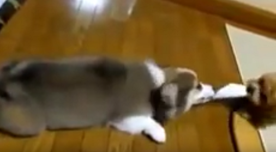 Video 2 chú chó con vô cùng đáng yêu