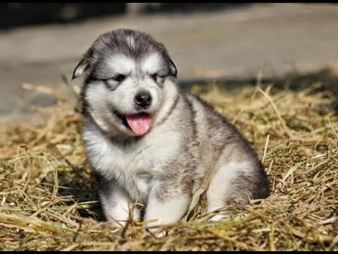 Top 5 chú chó Alaska ngộ nghĩnh, đáng yêu nhất