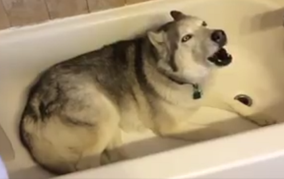 Chú cún cứng đầu cãi lại chủ khi muốn đi tắm