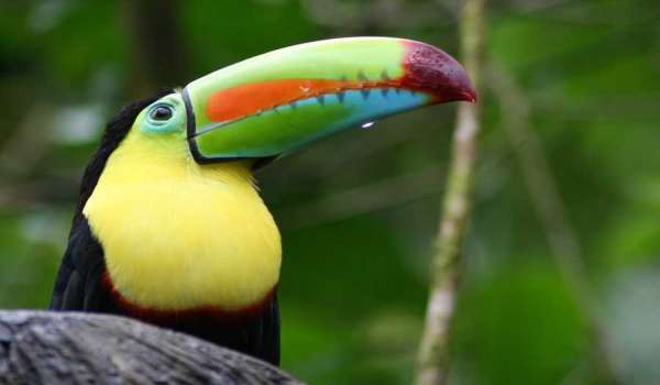 Động vật hoang dã nguy cấp của rừng mưa Amazon Toucan