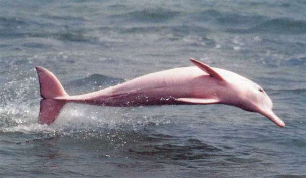 Màu hồng Dolphin động vật của rừng mưa nhiệt đới