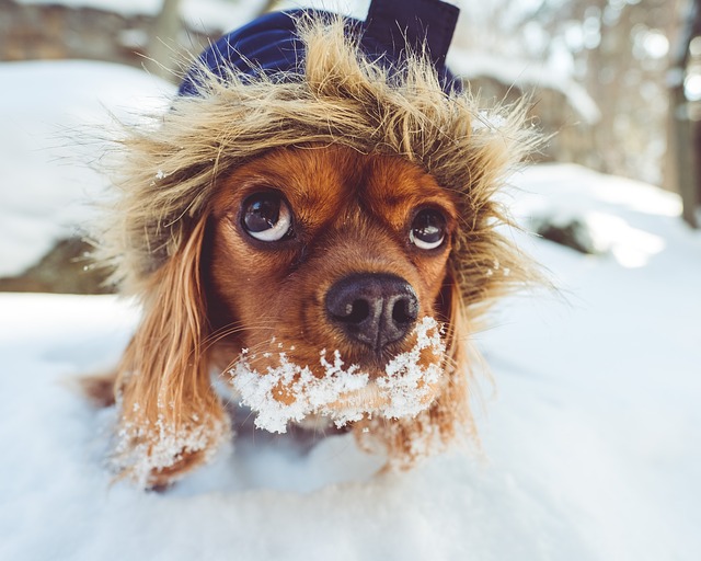 8 mẹo để chăm sóc thú cưng mùa đông này