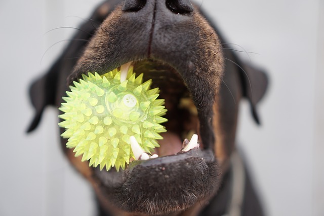 10 cách để làm sạch răng cho chó mà không làm nó ghét bạn!