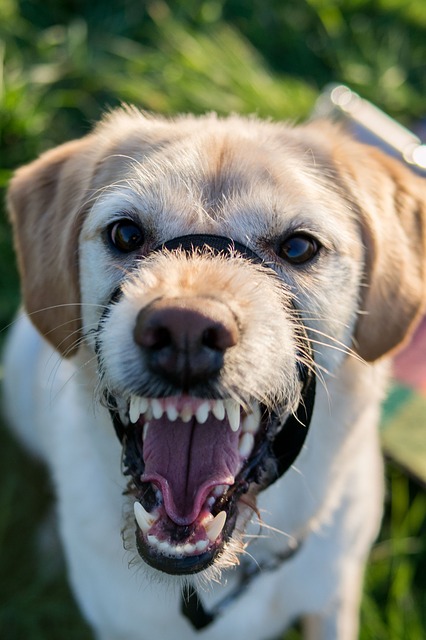 10 cách để làm sạch răng cho chó mà không làm nó ghét bạn!