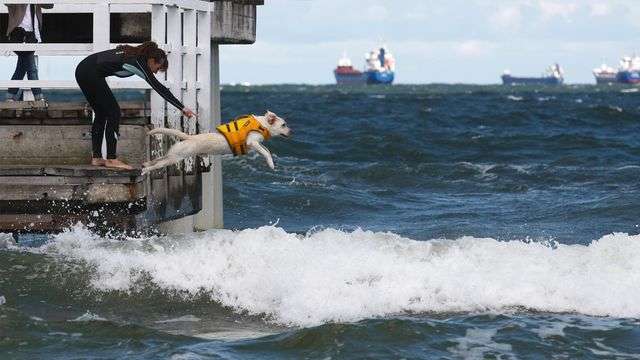 Chó tuyệt vời để cứu hộ dưới nước