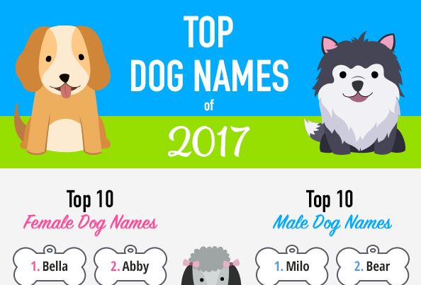 Top Tên Dog (Chó) năm 2017