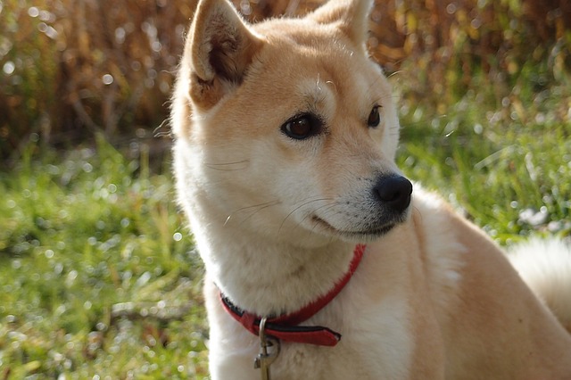 Những hình ảnh dễ thương của cún Shiba Inu