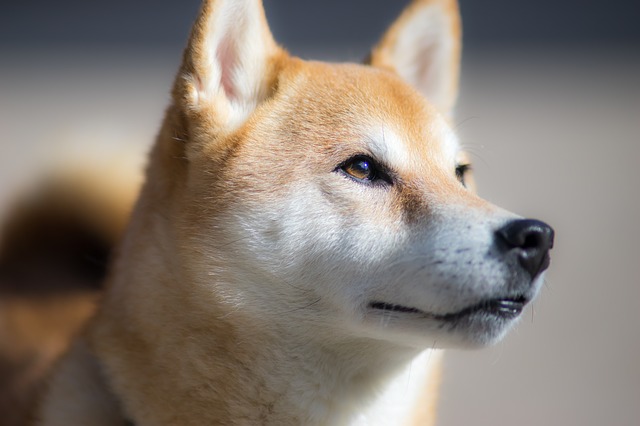 Những hình ảnh dễ thương của cún Shiba Inu