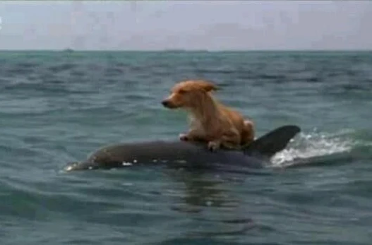 Cá voi cứu sống con chó trên biển