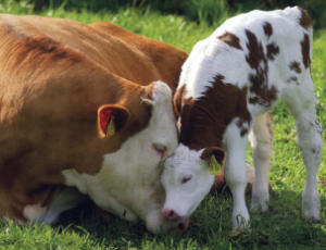 9. Có những câu chuyện từ khắp nơi trên thế giới của những con bò mẹ sẽ có thời gian dài để bảo vệ và ở cùng con của họ.
