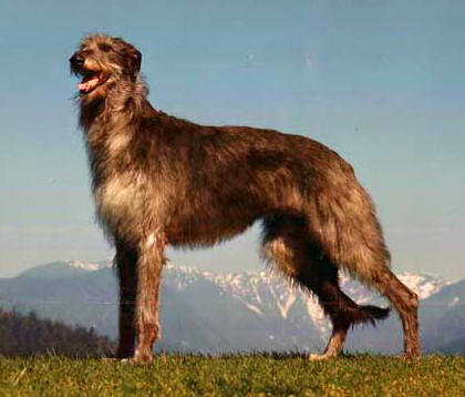 Deerhound Scotland