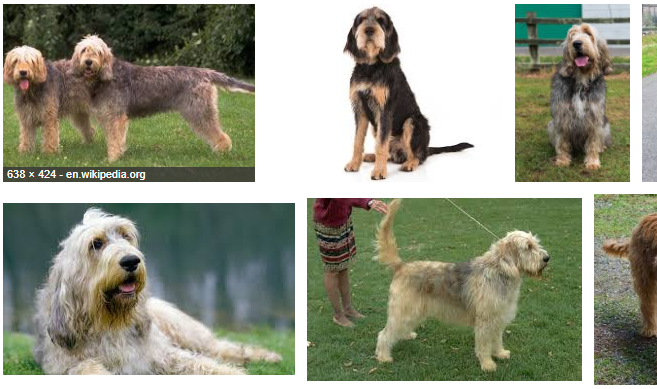 Otterhound