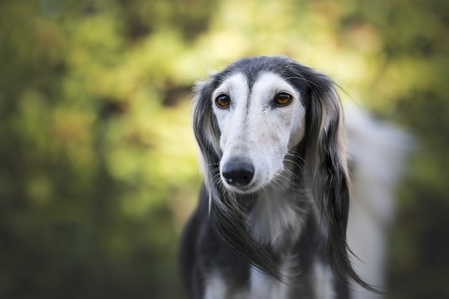 Saluki (2.500 đô la)