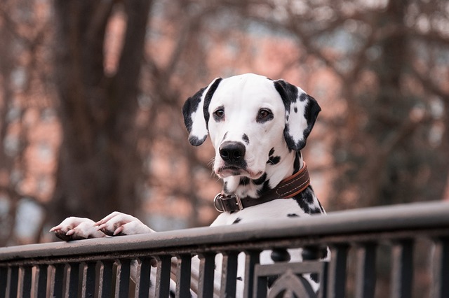 Dalmatian