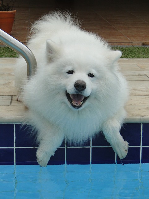 Samoyed ($ 4,000- $ 10,000)