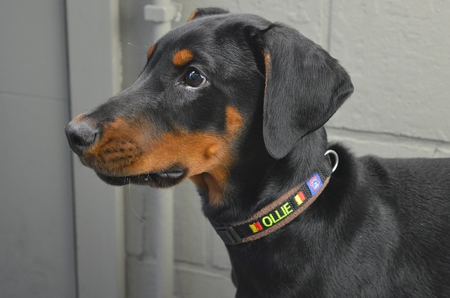 Các chân ghim Doberman Pinscher