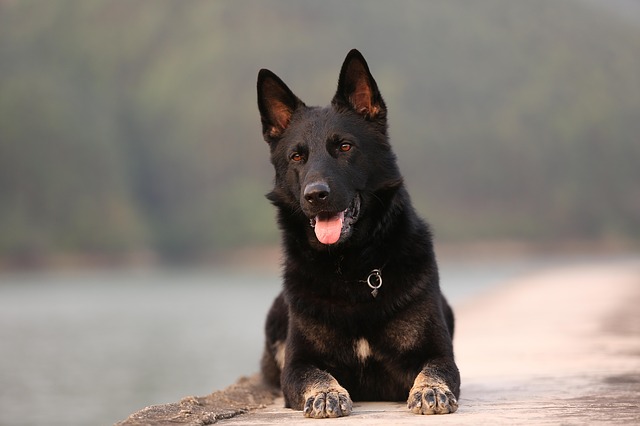 German Shepherd