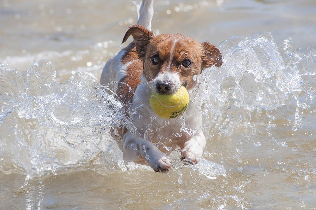 Jack Russell Terrier