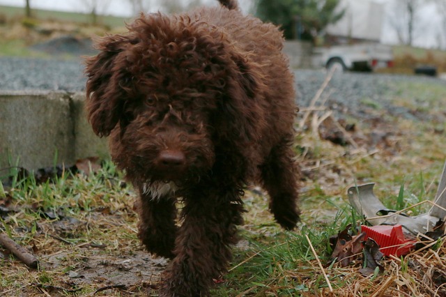 Lagotto Romagnolo