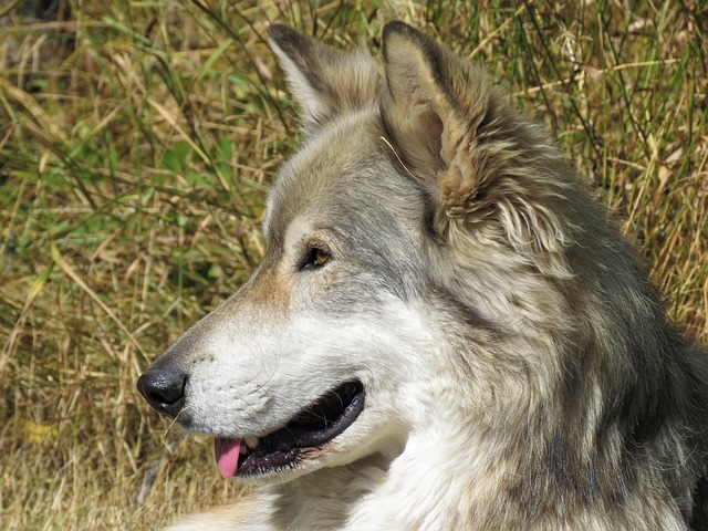 Kunming Wolfdog