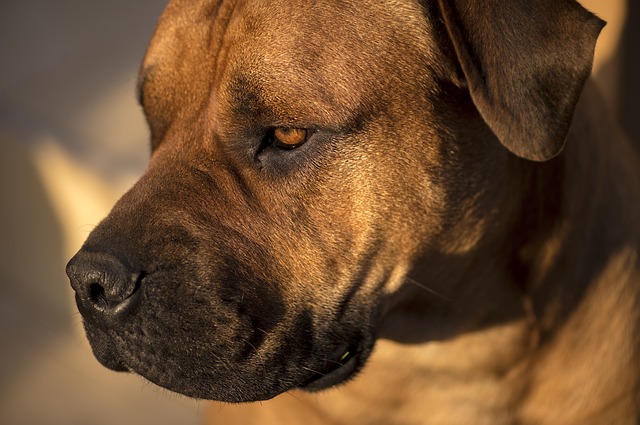 Mastiff dog đánh giá