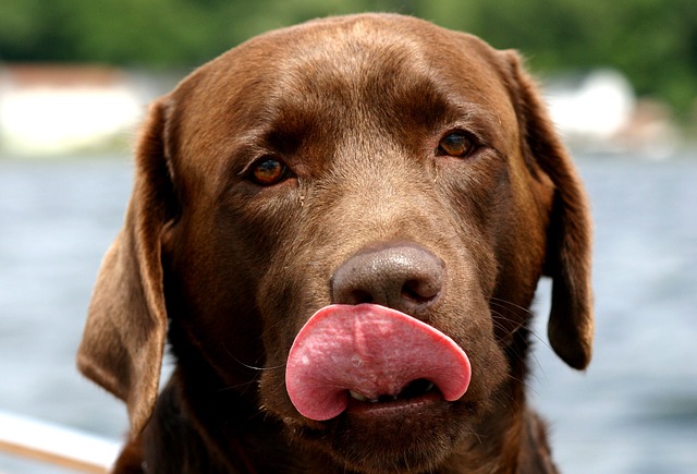 Labrador Retriever dog đánh giá