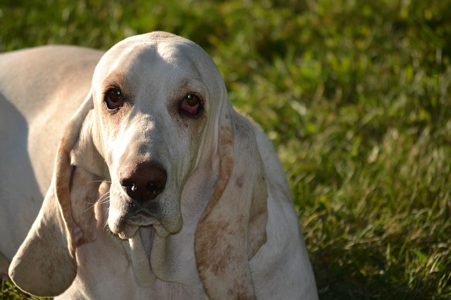 Đánh giá chó Basset Hound