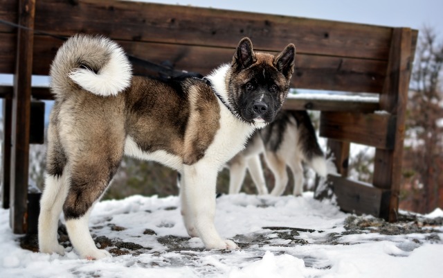 Đánh giá chó Akita