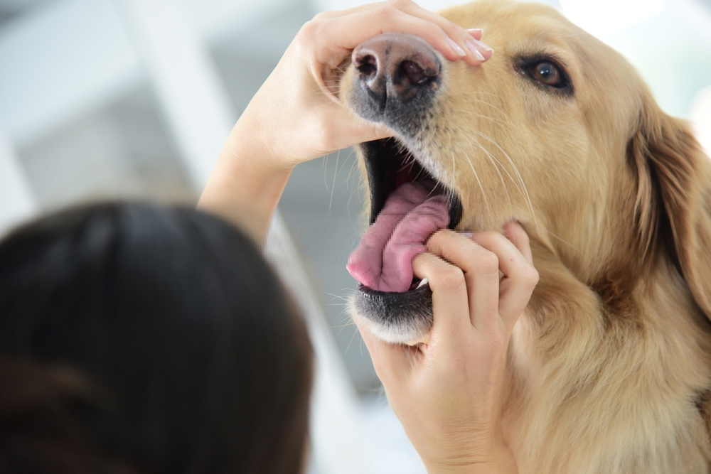 Vệ sinh răng miệng và sức khỏe của chó
