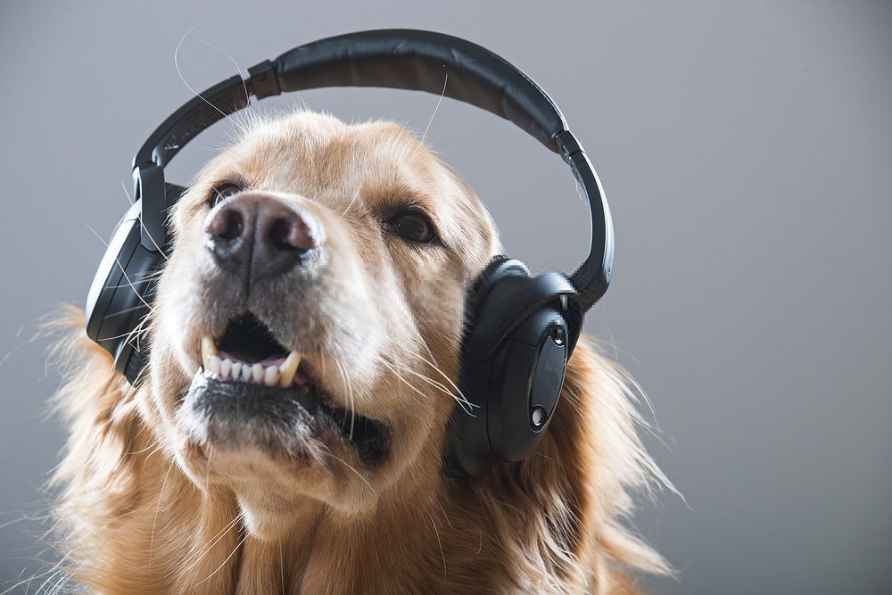 Âm nhạc ảnh hưởng đến con chó của bạn như thế nào