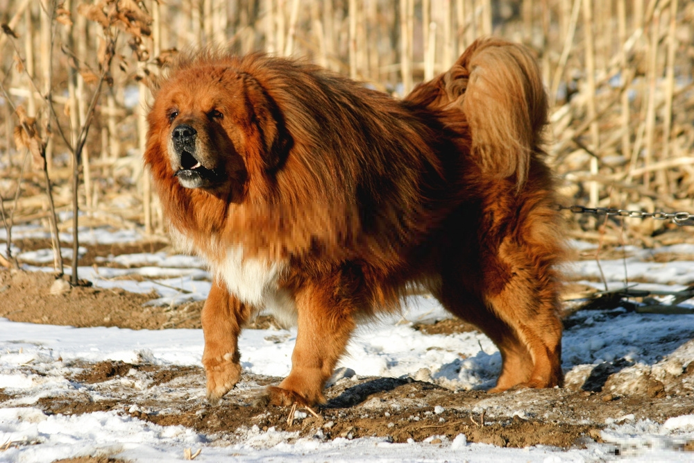 Hình ảnh chó tây trạng dễ thương nhất Tibetan Mastiff