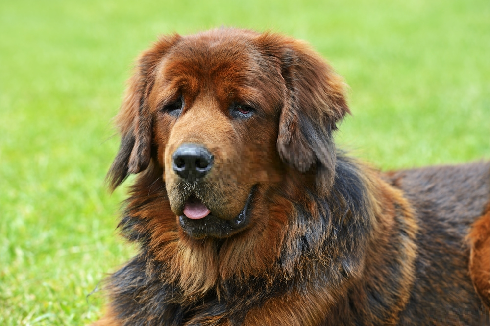 Chó ngao tây tạng - Tibetan Mastiff