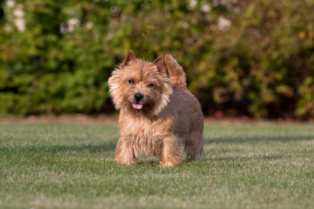 Hình ảnh chó Norwich Terrier