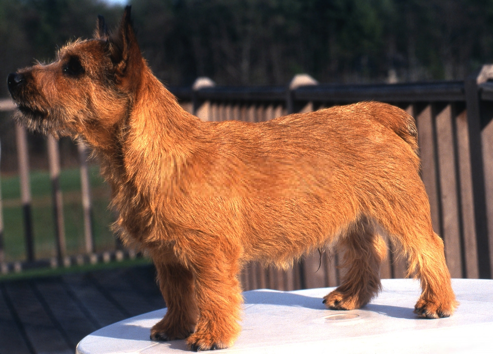 Hình ảnh chó Norwich Terrier