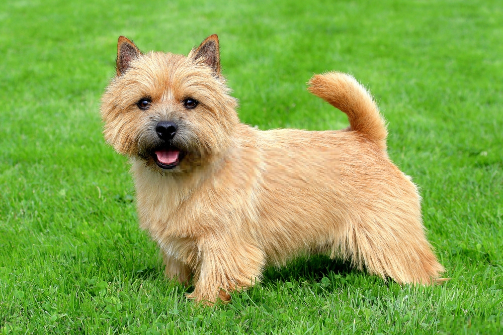 Đánh giá loài chó Norwich Terrier 