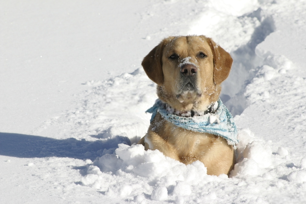 Hình ảnh chó với tuyết mùa đông
