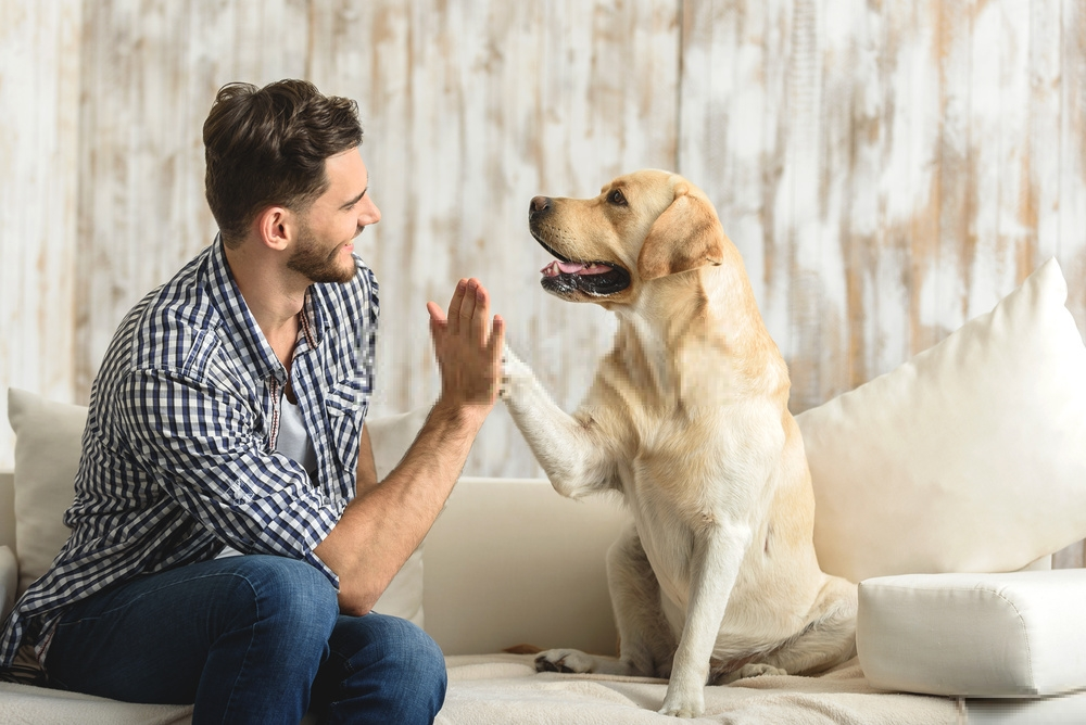 6 dấu hiệu con chó của bạn yêu bạn