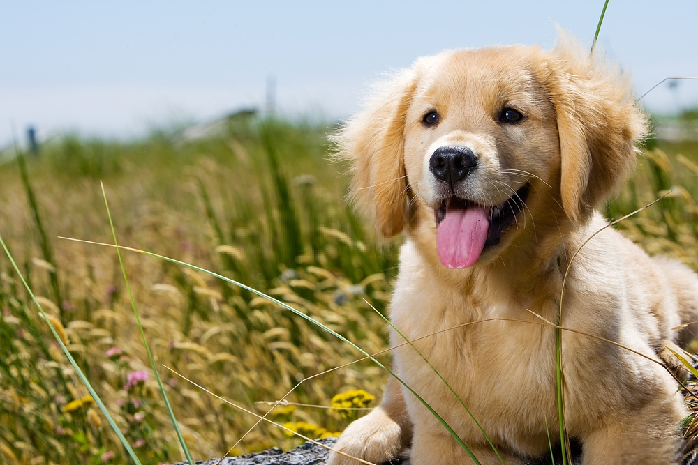 Phương pháp thành công để giúp huấn luyện hành vi của chó con