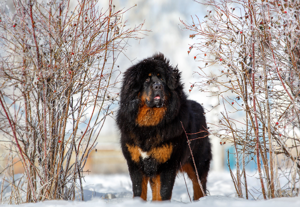 Chó ngao Tây Tạng - Tibetan Mastiff