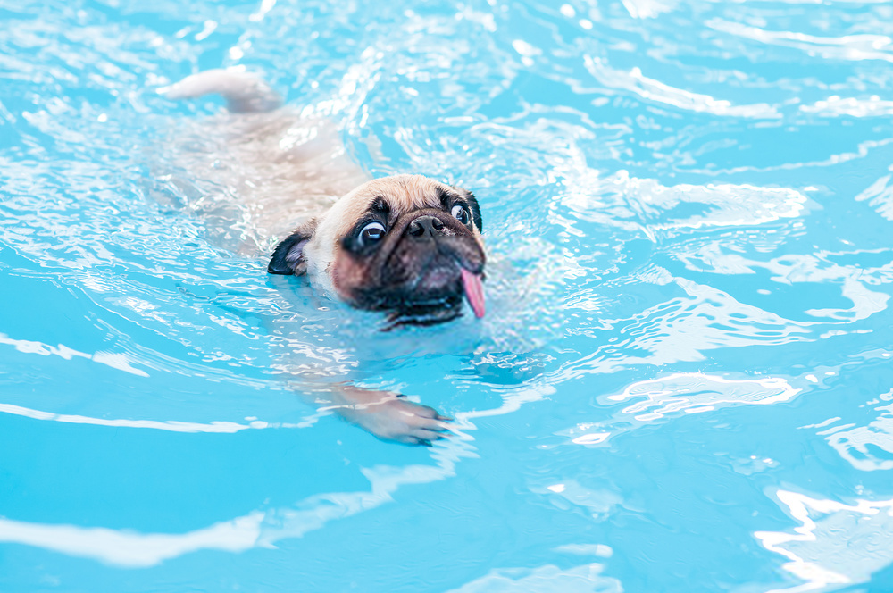 Tất cả các con chó có thể bơi?