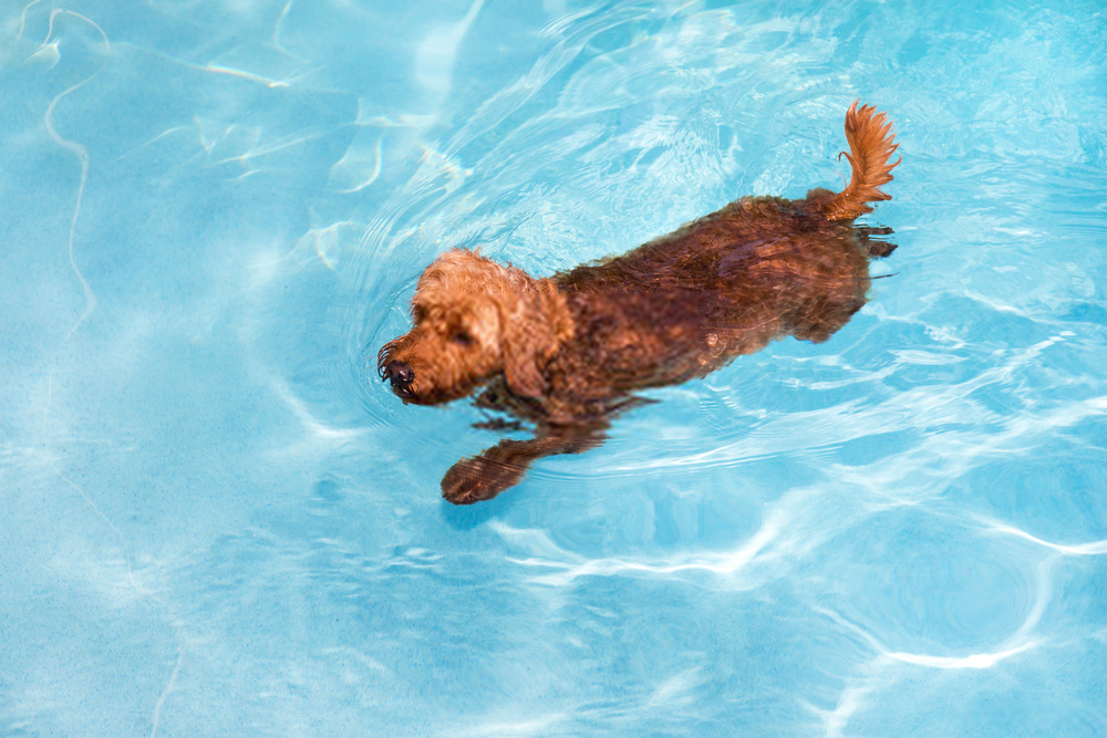 Có phải tất cả các con chó đều biết bơi?