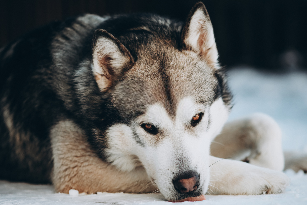 Các loại và giống chó Husky - Malamute Alaska 